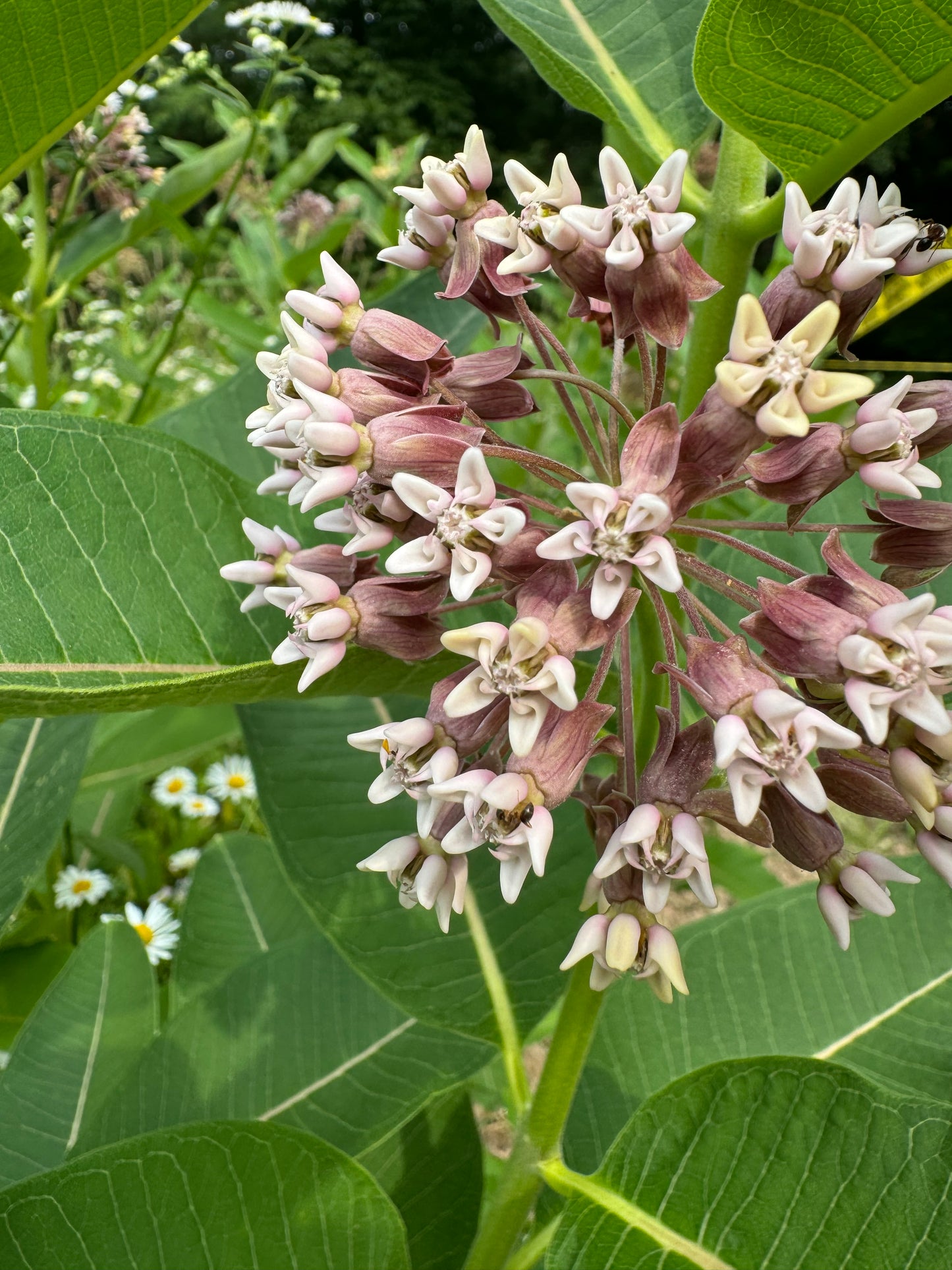 Common Milkweed Seeds