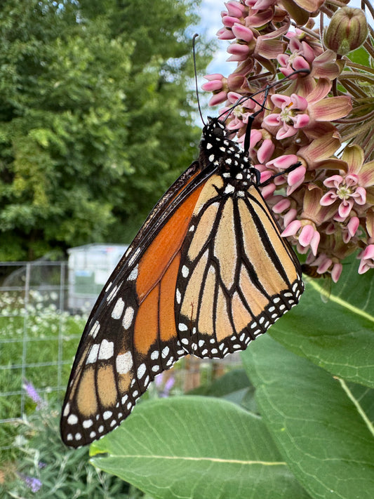 Common Milkweed Seeds