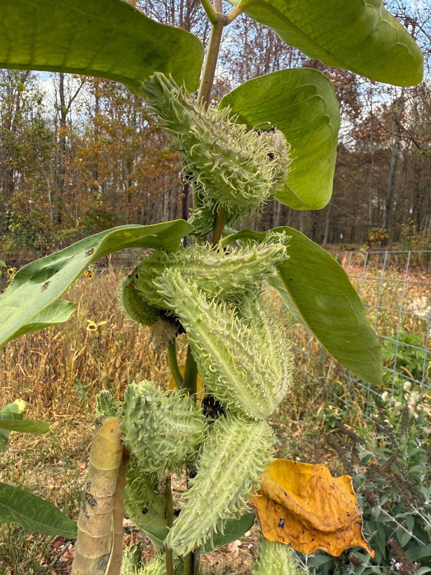 Common Milkweed Seeds