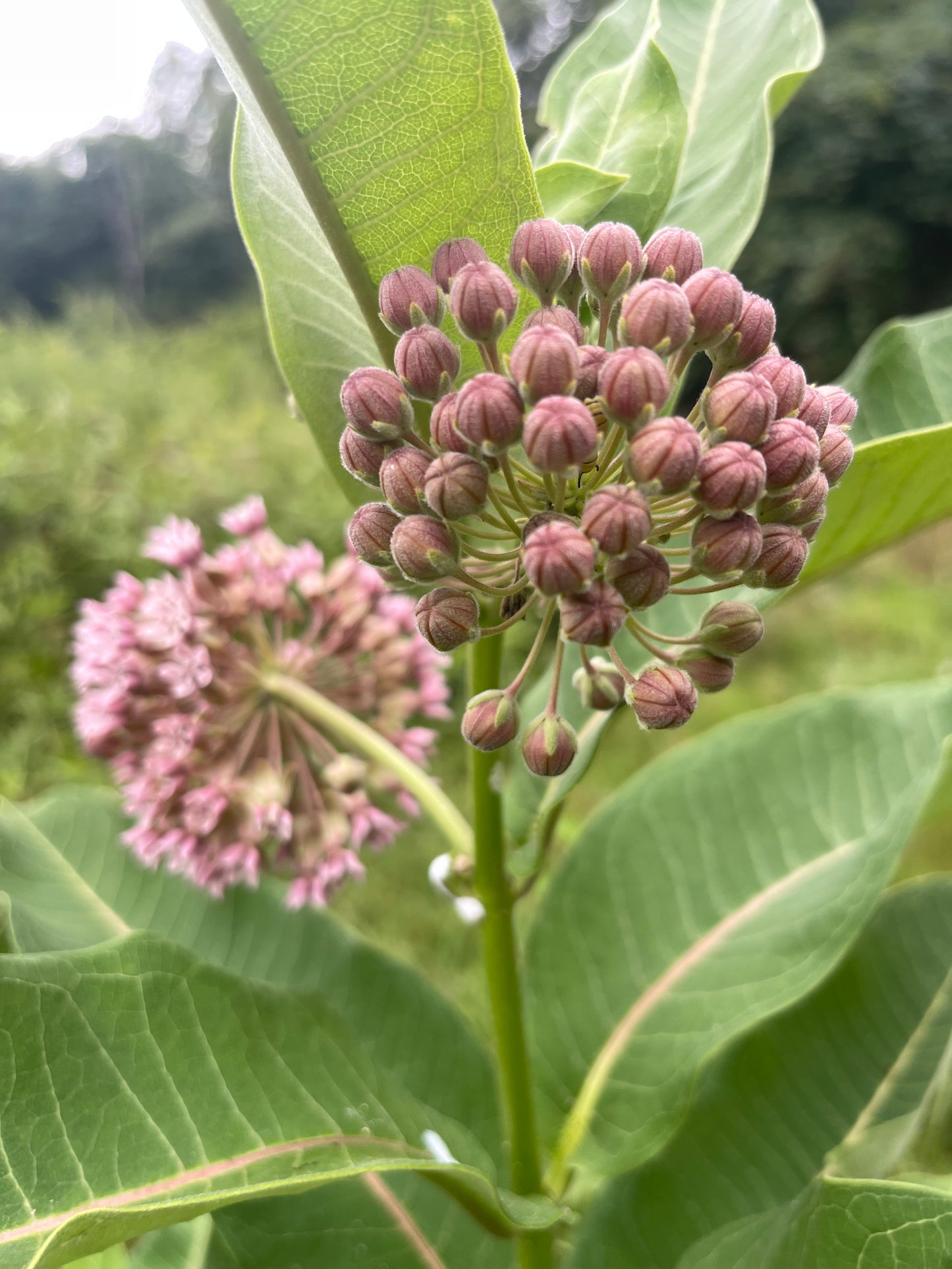 Common Milkweed Seeds
