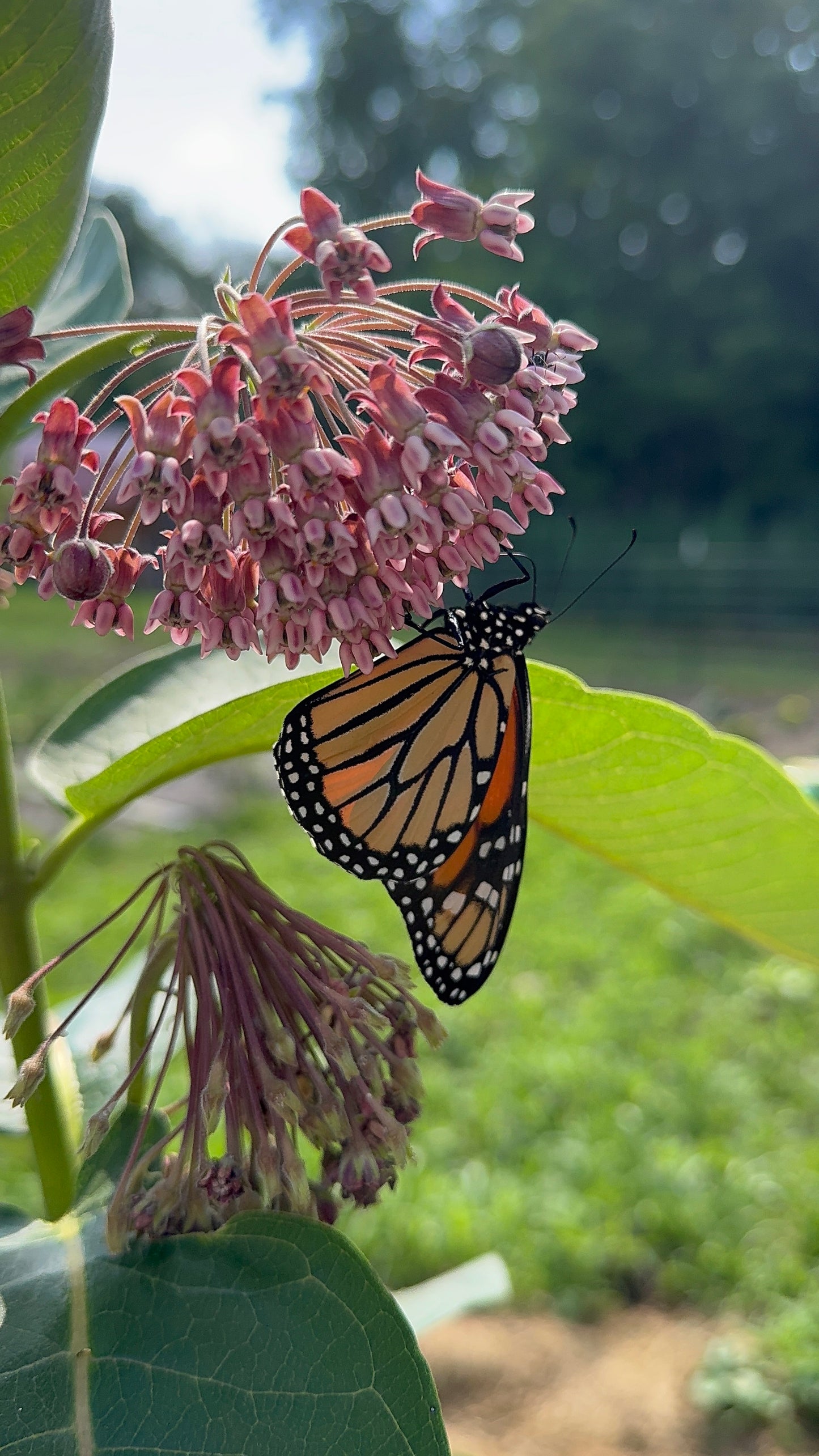 Common Milkweed Seeds
